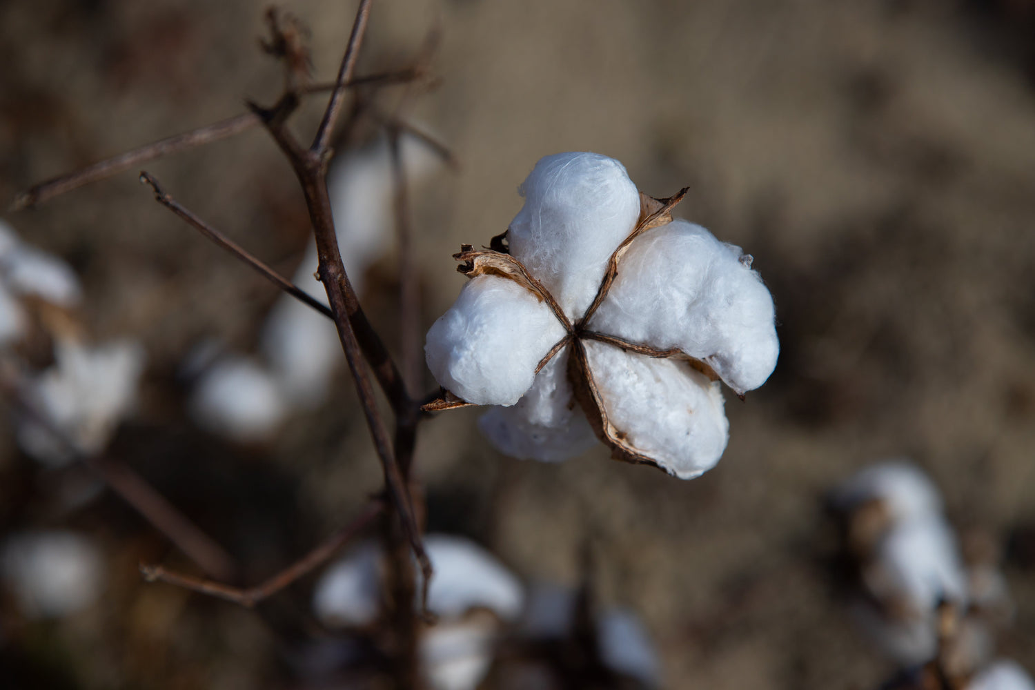 les bienfaits du coton biologique sur notre environnement